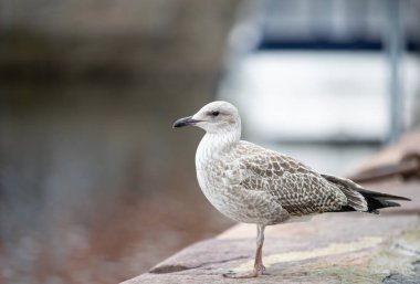 Rıhtımda martı, limanda kuş, Bornholm