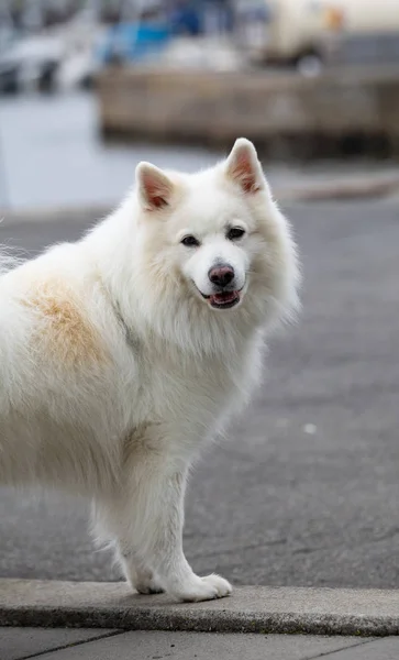Samoyed Dog Vacker Vit Fullblod Hund Samoyed Gudhjem Bornholm — Stockfoto