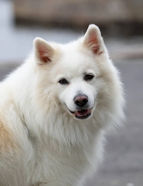 Samoyed Kutya Gyönyörű Fehér Telivér Kutya Szamoyed Gudhjem Bornholm — Stock Fotó