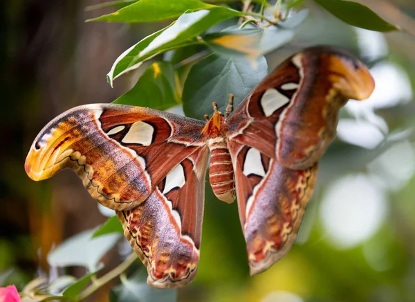 Atlas Attacus Hermosa Mariposa Grande Única Mariposa Más Grande Del — Foto de Stock