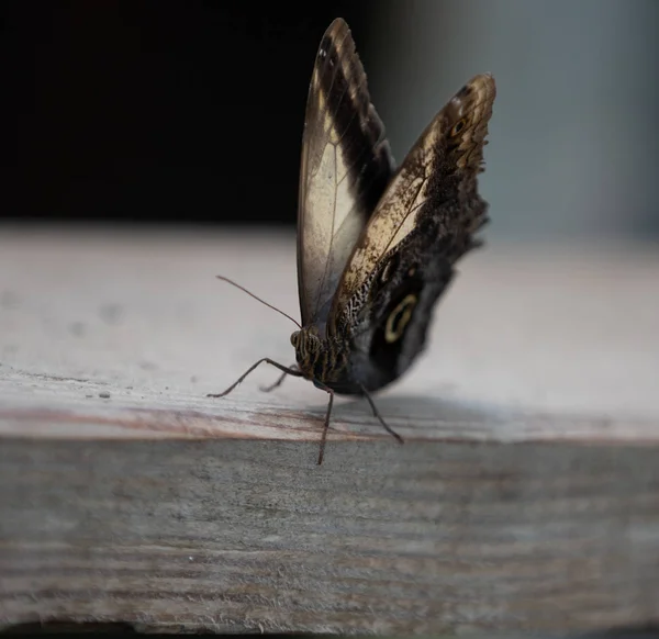 Piękny Unikalny Motyl Zbliżeniu — Zdjęcie stockowe