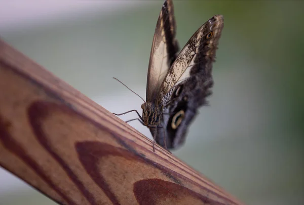 Красивая Уникальная Бабочка Крупным Планом — стоковое фото