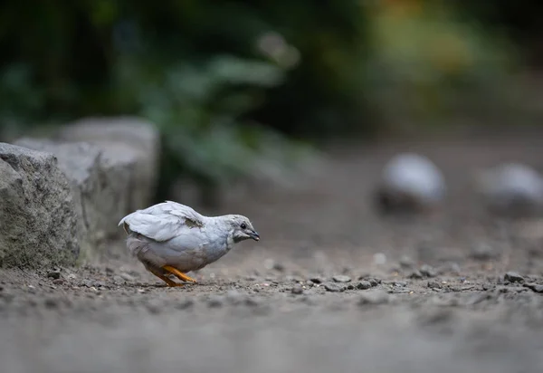 Křepelka Modrá Krásný Jedinečný Ptáček Zblízka — Stock fotografie