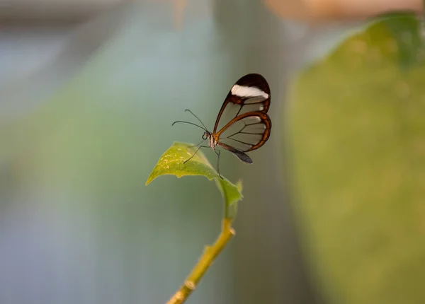 Borboleta Única Com Asas Transparentes — Fotografia de Stock