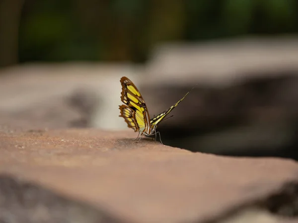 Hermosa Mariposa Única Primer Plano — Foto de Stock
