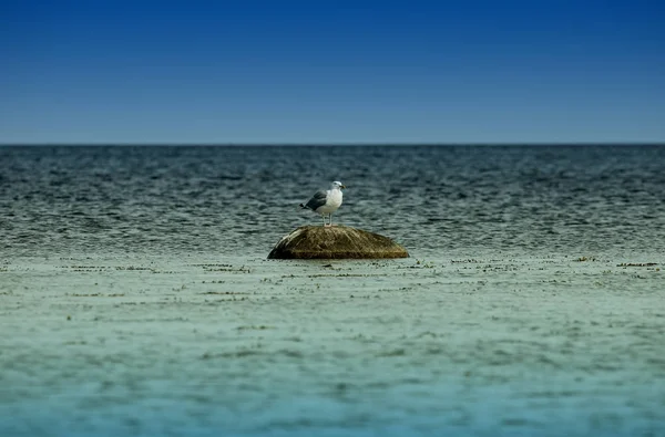 baltic ,sea , seagull on rock