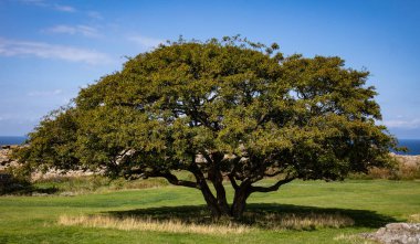Hammershus - Bornholm, kale avlusunda ağaç