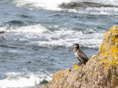 Kayalık bir sahilde güzel bir kuş. Büyük Karabatak Phalacrocorax karbo arka planda denizde bir yelkenli, Bornholm