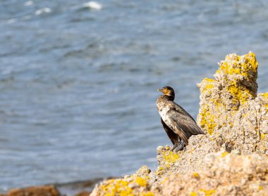 Kayalık bir sahilde güzel bir kuş. Büyük Karabatak Phalacrocorax karbo arka planda denizde bir yelkenli, Bornholm
