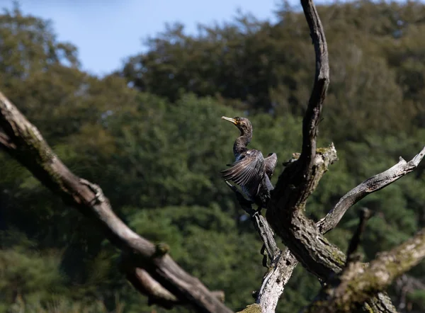Vogel Auf Einem Baum Kormoran Phalacrocorax Carbo — Stockfoto
