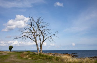 Danimarka, Bornholm sahilinde ölü bir ağaç.