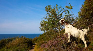 Bornholm adasında keçi, beyaz keçi, sahilde keçi, sette keçi