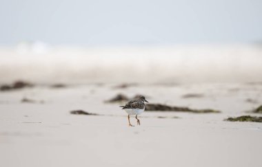Sahildeki kuş, Ruddy Turnstone (Arenaria tercümesi), Dueodde Fyr, Bornholm, Danimarka