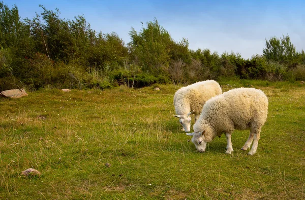 sheep in field, Borholm,sheep on the coast, sheep on the spade, sheep on the mountain