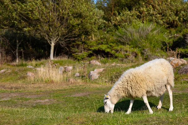 Овцы Поле Борхольм Овцы Берегу Овцы Лопате Овцы Горе — стоковое фото