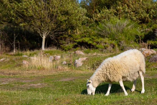 Får Fältet Borholm Får Kusten Får Spaden Får Berget — Stockfoto