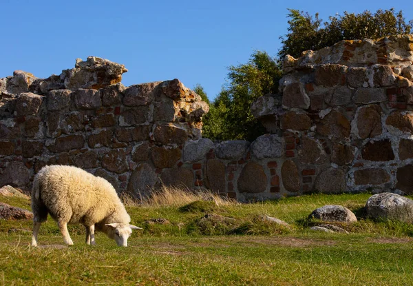 Sheep Field Salomons Kapel Bornholm — Stockfoto
