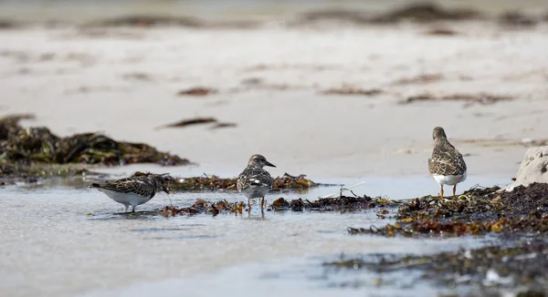 Uccello Sulla Spiaggia Ruddy Turnstone Arenaria Interpres Dueodde Fyr Bornholm — Foto Stock