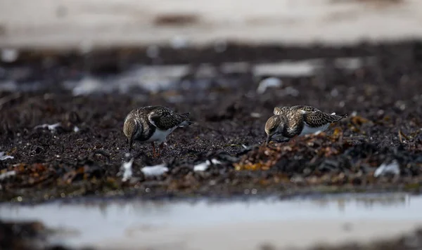 Bird Beach Ruddy Turnstone Arenaria Interpres Dueodde Fyr Bornholm Denmark — Stock Photo, Image