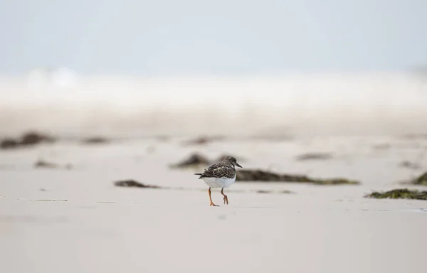 Uccello Sulla Spiaggia Ruddy Turnstone Arenaria Interpres Dueodde Fyr Bornholm — Foto Stock