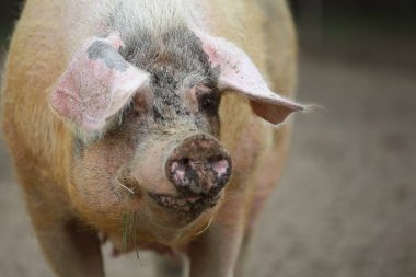 Büyük pembe domuz, çiftlik hayvanı.