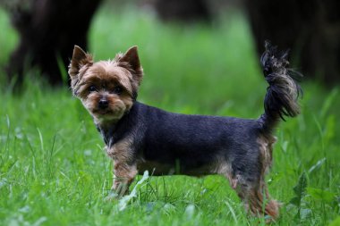 Parktaki yeşil çimlerin üzerinde küçük safkan köpek, Yorkshire Teriyeri.