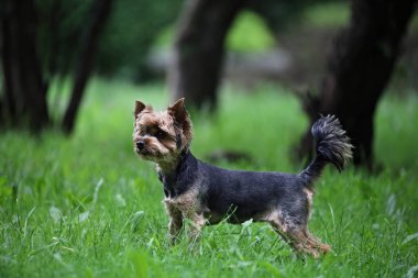 Parktaki yeşil çimlerin üzerinde küçük safkan köpek, Yorkshire Teriyeri.