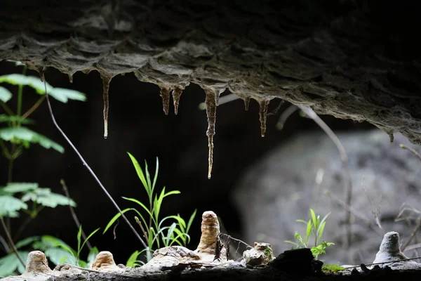 Stalagmity Jaskini Polsce — Zdjęcie stockowe