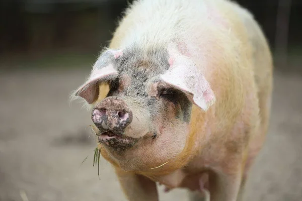 big pink pig, farm animal