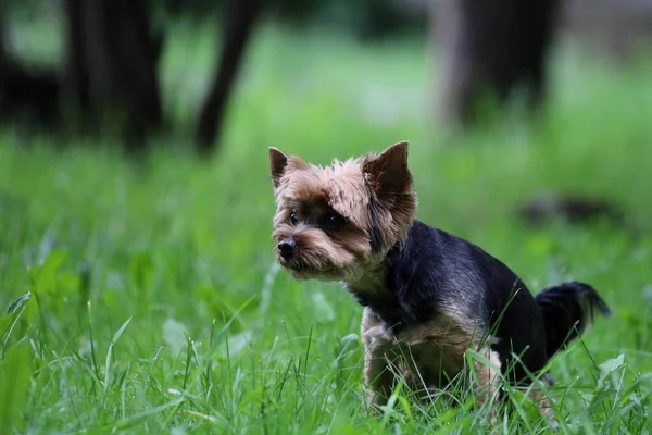 Parktaki yeşil çimlerin üzerinde küçük safkan köpek, Yorkshire Teriyeri.