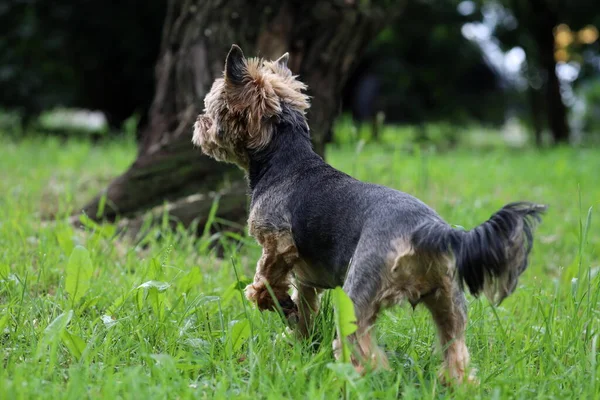 Kleiner Reinrassiger Hund Auf Dem Grünen Gras Park Yorkshire Terrier — Stockfoto
