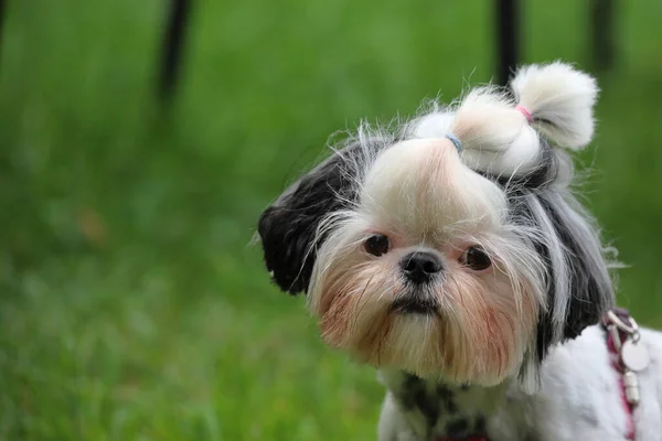 Shih Tzu Yeşillikler Arasında Küçük Komik Safkan Köpek — Stok fotoğraf