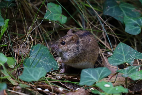 Fältmus Naturen Apodemus Agrarius Polen Warszawa — Stockfoto