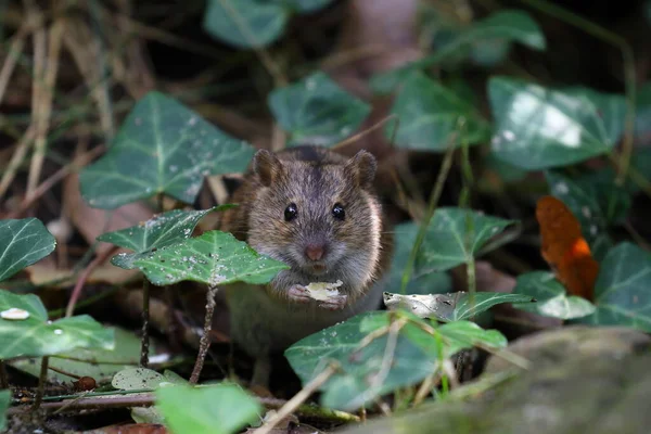 Fältmus Naturen Apodemus Agrarius Polen Warszawa — Stockfoto