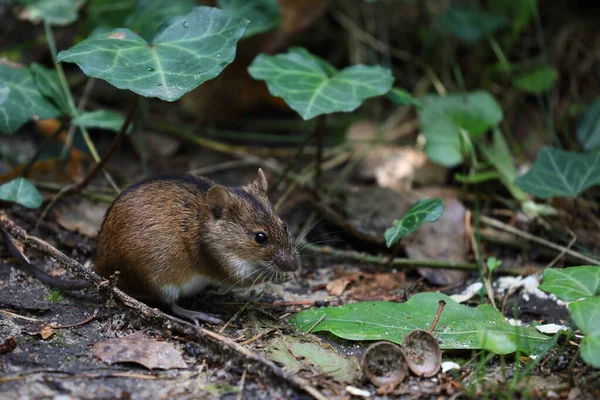 Fältmus Naturen Apodemus Agrarius Polen Warszawa — Stockfoto