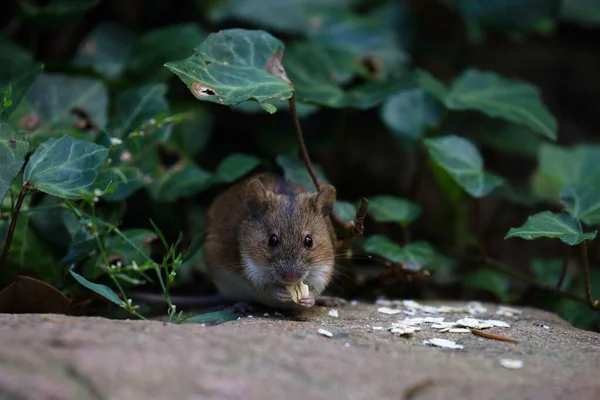 Fältmus Naturen Apodemus Agrarius Polen Warszawa — Stockfoto