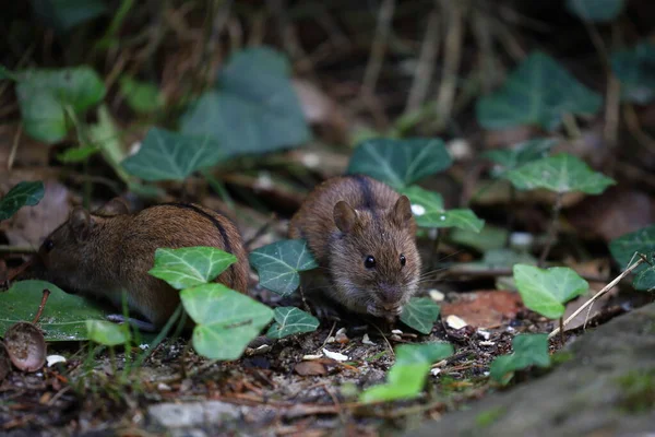 Полевая Мышь Дикой Природе Apodemus Agrarius — стоковое фото