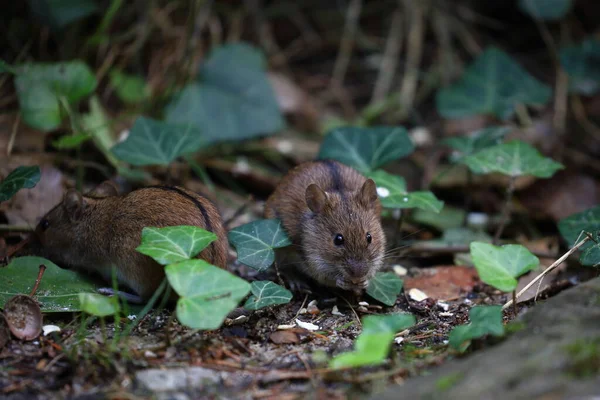 Ratón Campo Naturaleza Apodemus Agrarius —  Fotos de Stock