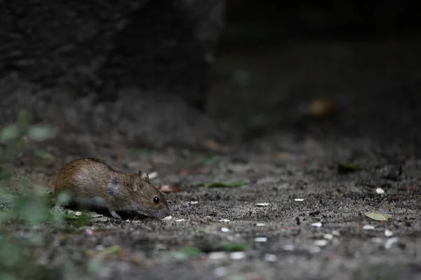 Rato Campo Natureza Apodemus Agrarius — Fotografia de Stock