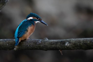 Küçük renkli bir kuş, kralbalıkçı, Alcedo burada.
