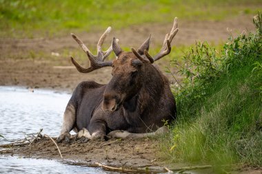 Polonya 'da bir gölün kenarında yatan boğa geyiği..