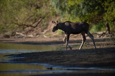 Ormandaki vahşi geyik