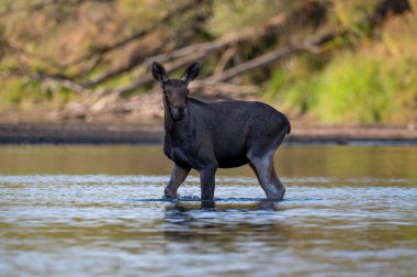 the wild moose in the wild, Vistula river