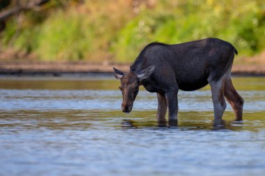 the wild moose in the wild, Vistula river