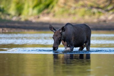 the wild moose in the wild, Vistula river