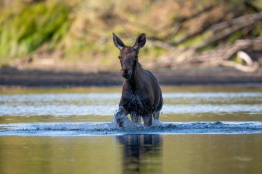 the wild moose in the wild, Vistula river