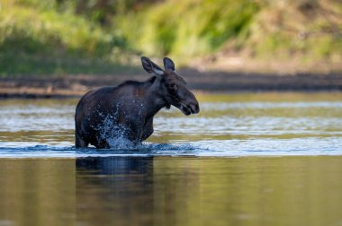 the wild moose in the wild, Vistula river