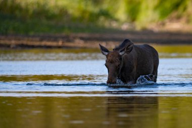 Polonya 'daki Vistula Nehri' nin sularında yıkanan genç bir geyik.