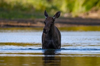 Polonya 'daki Vistula Nehri' nin sularında yıkanan genç bir geyik.