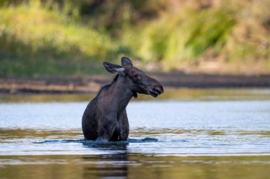 Polonya 'daki Vistula Nehri' nin sularında yıkanan genç bir geyik.